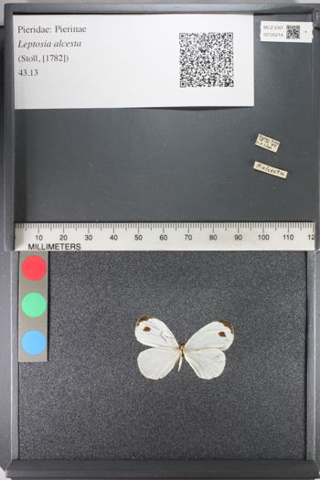 Media type: image;   Entomology 126214